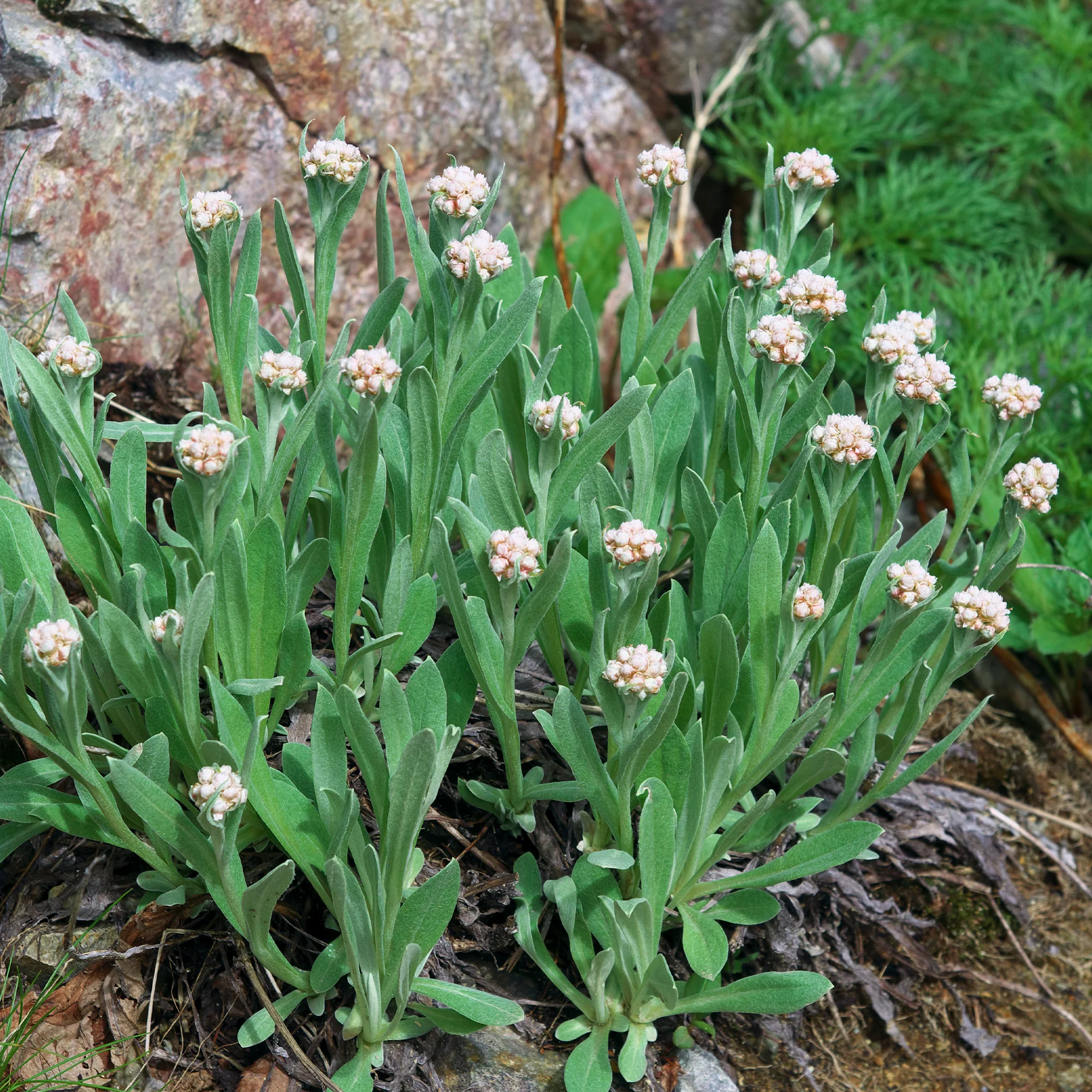 AVADA - Best Sellers