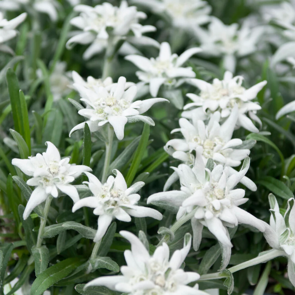 Leontopodium alpinum - Edelweiss