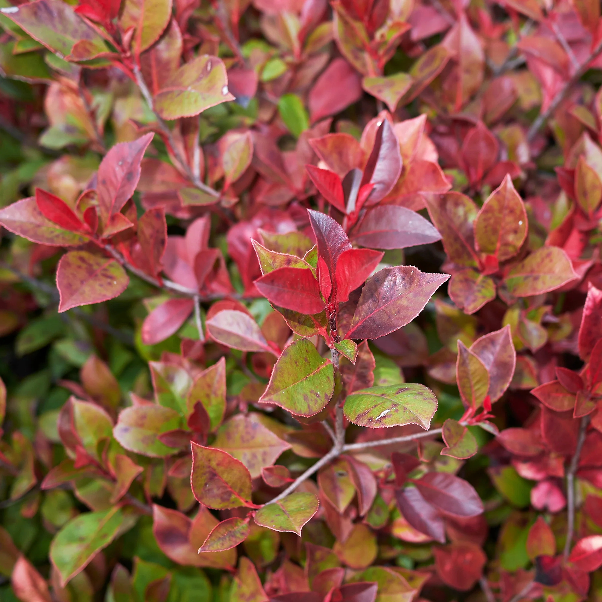 Photinia