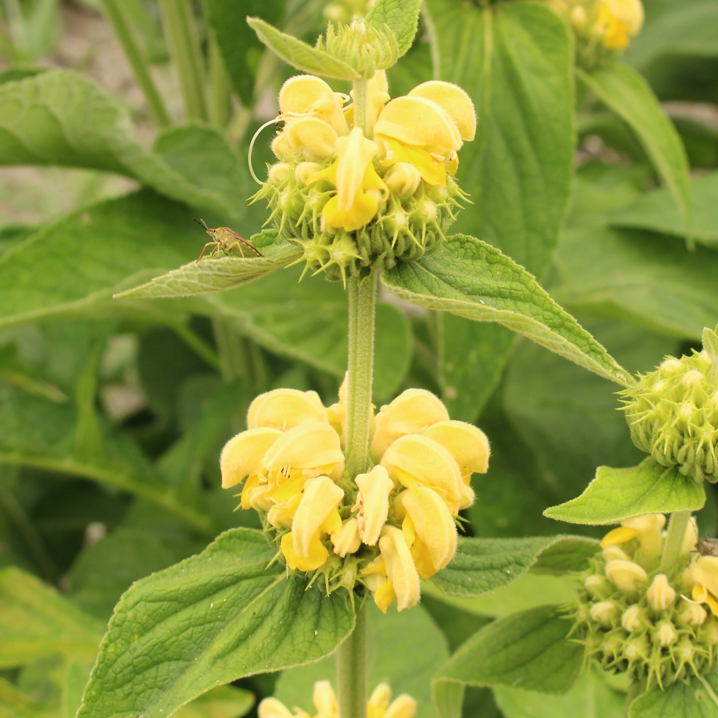 Phlomis - Sauge de Jérusalem